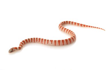 Durango dağ kingsnake