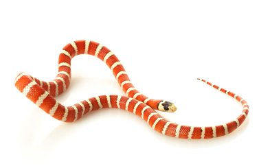 Durango dağ kingsnake hipo