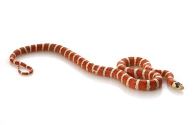 Durango dağ kingsnake hipo