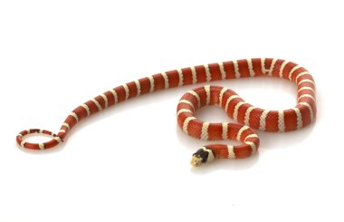 Durango dağ kingsnake hipo