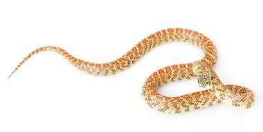 Florida kingsnake hipo