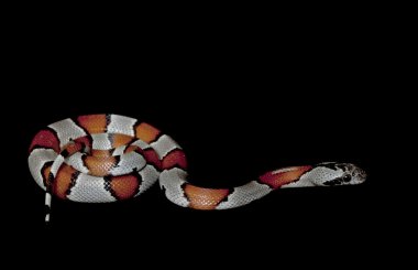 Kral yılan Gri çizgili