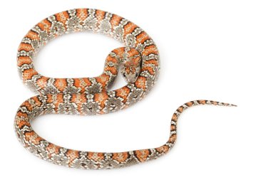San Luis Petos Kingsnake