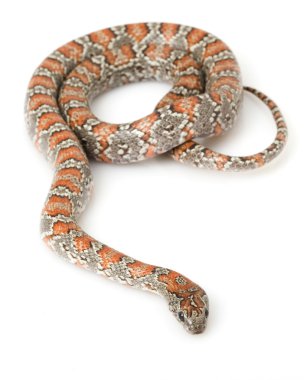 San Luis Petos Kingsnake