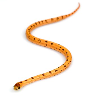 Thayeri Kingsnake
