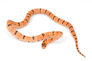 Thayeri Kingsnake