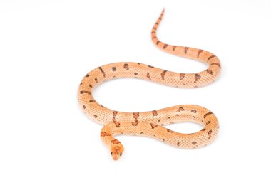 Thayeri Kingsnake