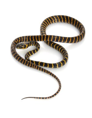 gece yarısı mangrov yılan