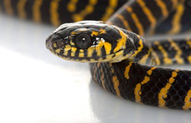 gece yarısı mangrov yılan