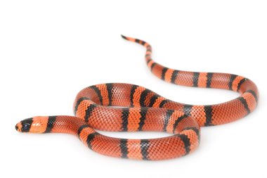 mandalina Honduras milksnake