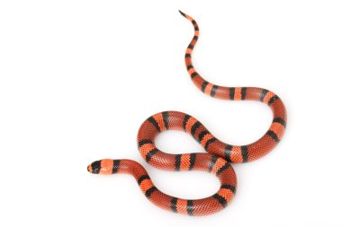 mandalina Honduras milksnake
