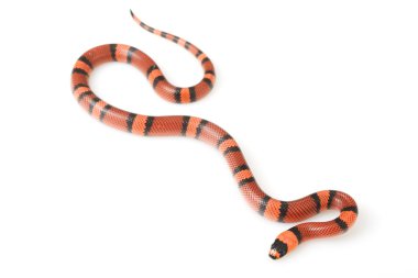 mandalina Honduras milksnake