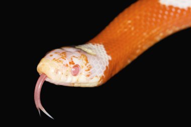 Kırmızı Albino Nelson'ın Milksnake