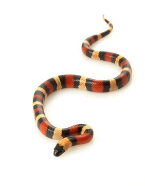 San Pueblan Milksnake