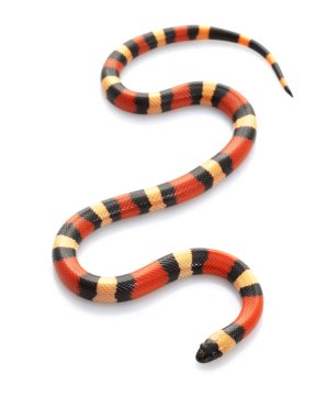 San Pueblan Milksnake