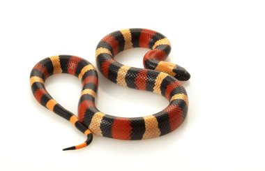 San Pueblan Milksnake