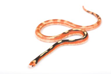 sinaloan milksnake granit splotched