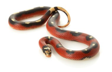 Benekli sinaloan milksnake