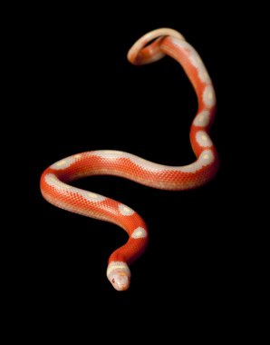 çizgili albino sinaloan milksnake