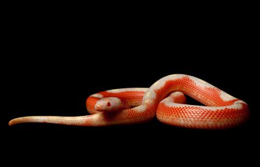 çizgili albino sinaloan milksnake
