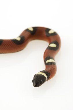 Benekli Meksika süt yılan (Lampropeltis triangulum annulata)
