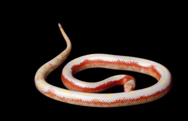 çizgili albino sinaloan milksnake