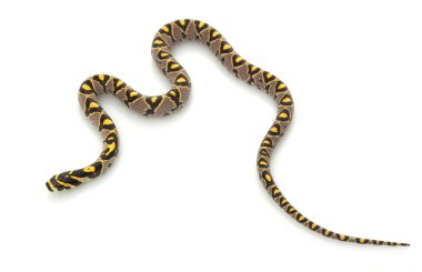 mandalina rat snake