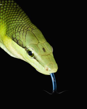 Kırmızı kuyruklu yeşil ratsnake