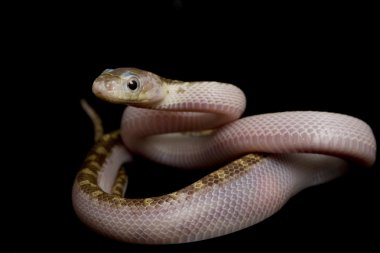 beyaz yanlı texas rat snake