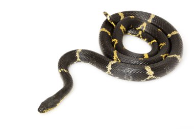 Rus rat snake