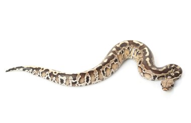 Borneo siyah kan python