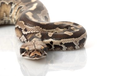 Borneo siyah kan python