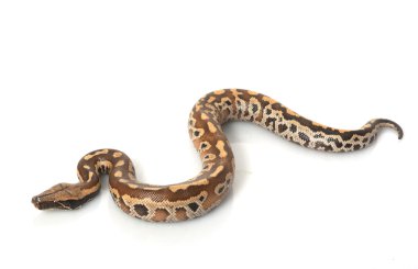 Sumatra kırmızı kan python