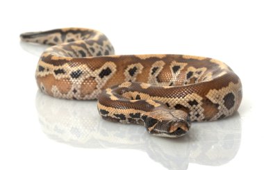 Sumatra kırmızı kan python
