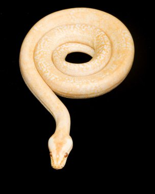 Albino granit Birmanya python