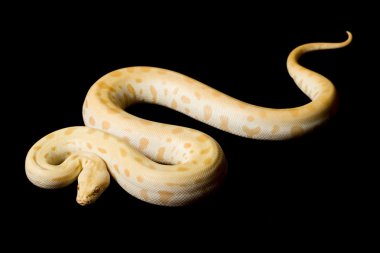 Albino yeşil Birmanya python