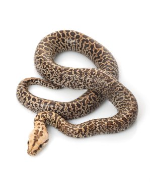 Granit Birmanya python