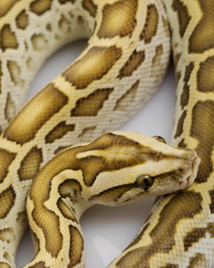 hipo Birmanya python