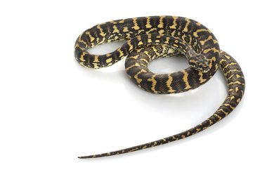 Jungle Carpet Python clipart