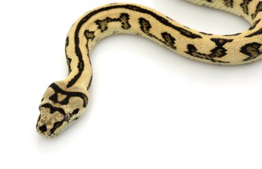 orman jaguar halı python