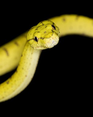 Yeşil ağaç python