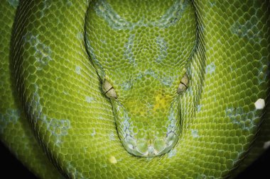 Yeşil ağaç python