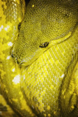 Yeşil ağaç python