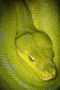 Yeşil ağaç python