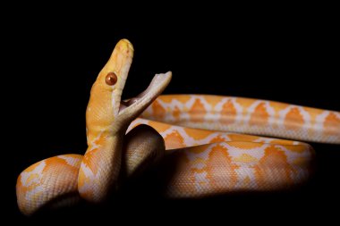 Albino retiküle python