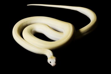 Fildişi retiküle python