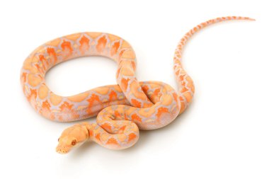 Lavanta albino retiküle python