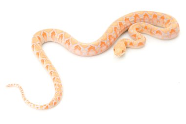 Lavanta albino retiküle python