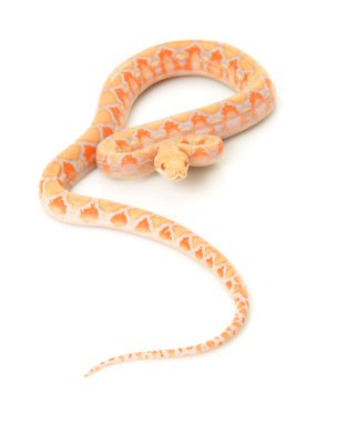 Lavanta albino retiküle python