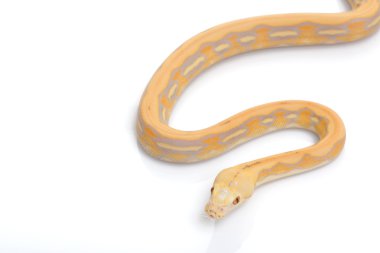 Mor kaplan albino retiküle python